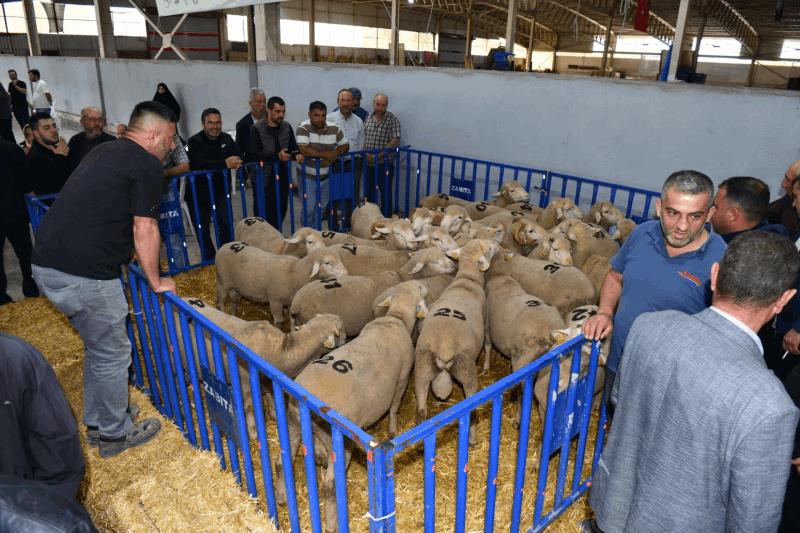 buyuksehirden-hayvanciliga-guc-katacak-destek