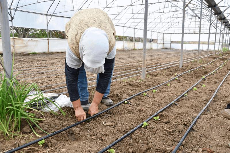 buyuksehir-destegiyle-topraklar-bereketlendi