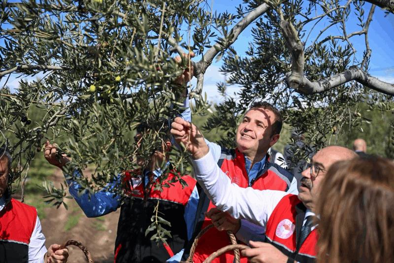 akin-altinova-mahallesinde-gerceklestirilen-zeytin-hasadina-katildi