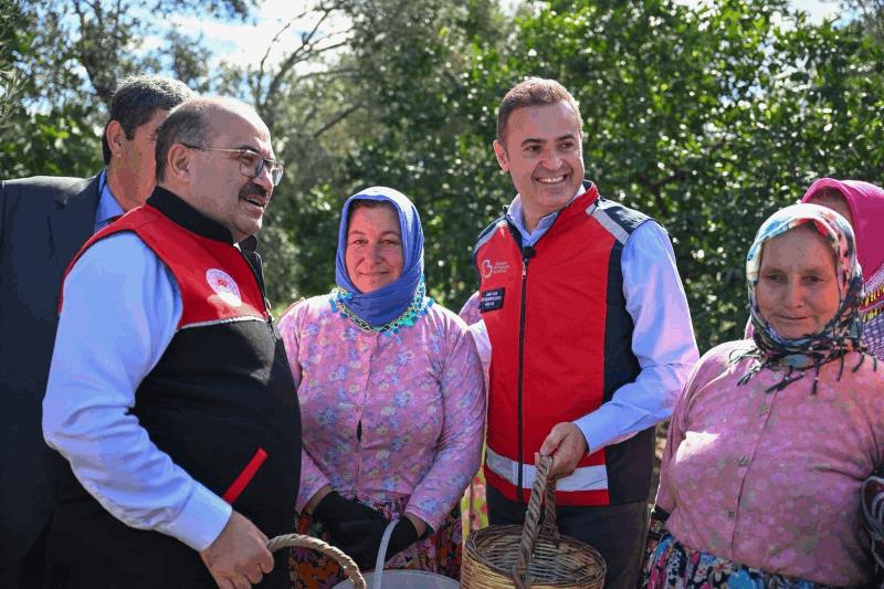 akin-altinova-mahallesinde-gerceklestirilen-zeytin-hasadina-katildi