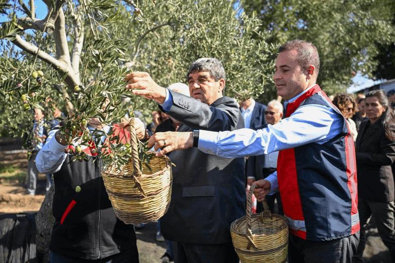 akin-altinova-mahallesinde-gerceklestirilen-zeytin-hasadina-katildi