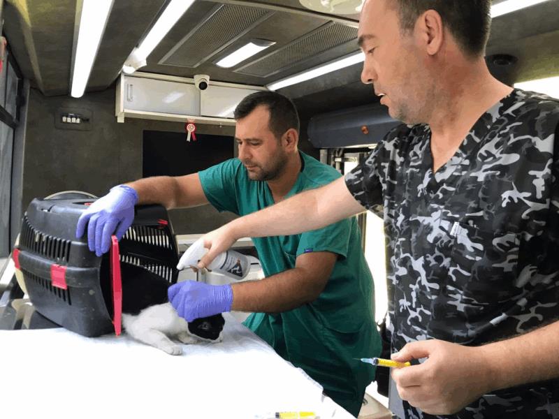 sokaktaki-patili-dostlar-buyuksehire-emanet-