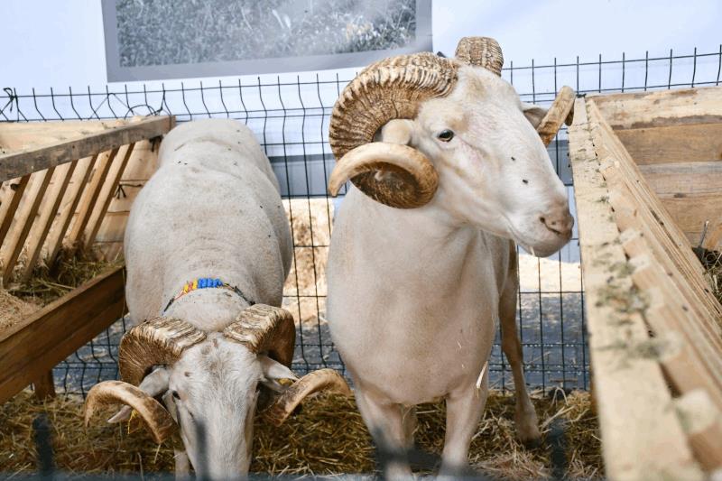 balikesir-tarim-ve-hayvancilik-fuari-ziyaretci-rekoru-kirdi