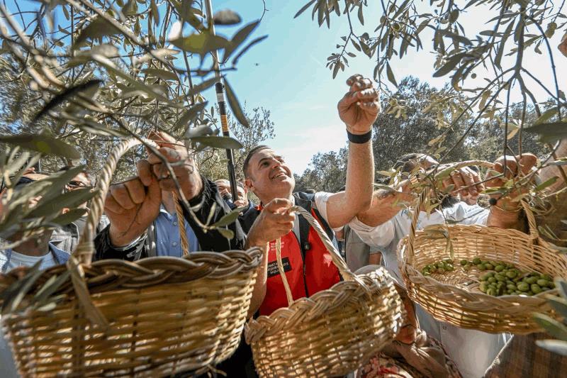 akin-havranda-zeytin-hasat-senligine-katildi