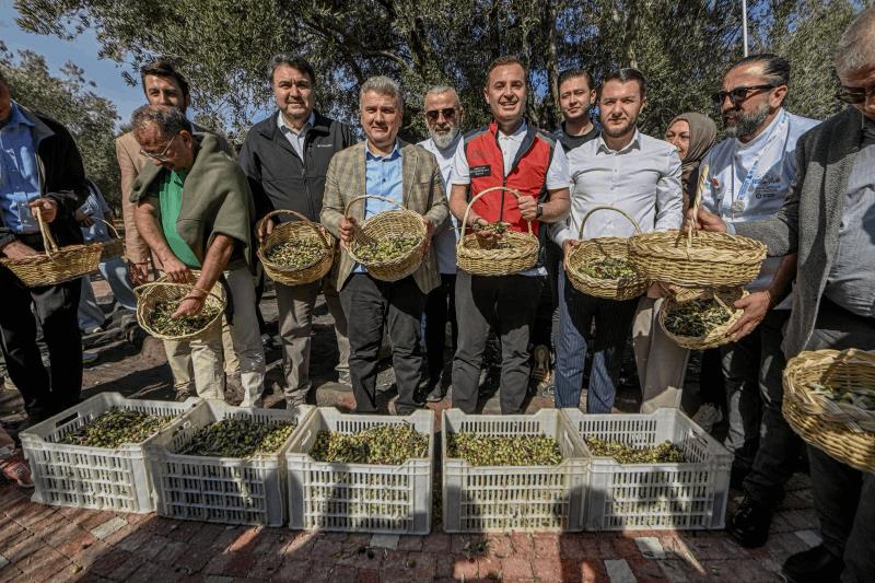 akin-havranda-zeytin-hasat-senligine-katildi