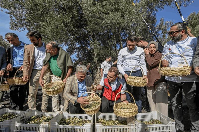 akin-havranda-zeytin-hasat-senligine-katildi