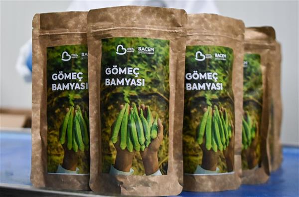 balikesirin-gomec-bamyasi-dunya-pazarinda